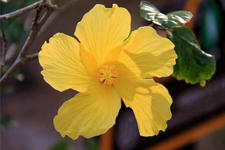 A bright yellow Hawaiian Hibiscuss
